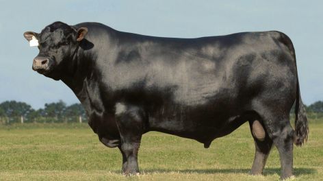 Toros Cabaña: Nutrición estratégica como clave de manejo